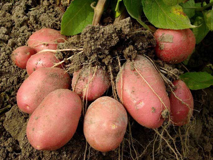 Картофель «Рябинушка» выгодно отличается от многих сортов российской и зарубежной селекции своей высокой урожайностью