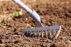 Правильно подготовленная почва является основополагающим фактором успеха при выращивании картофеля