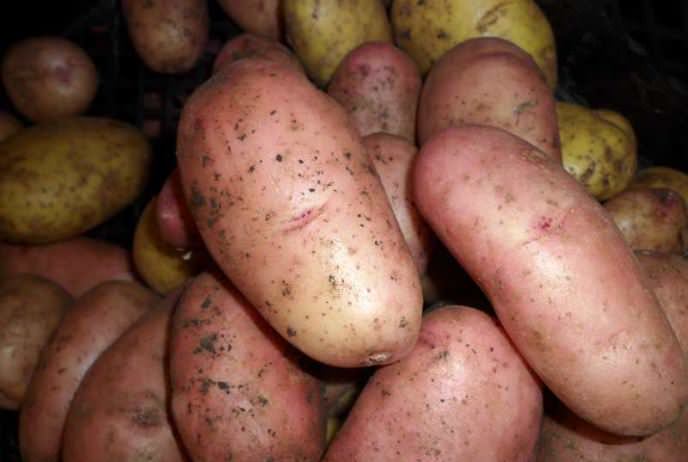 Сорт «Рябинушка» характеризуется устойчивостью к возбудителю рака картофеля и золотистой картофельной цистообразующей нематоде