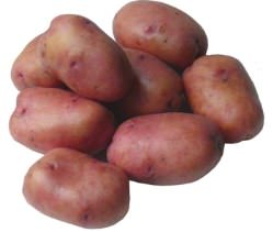 Картофель «Рябинушка» – высокоурожайный сорт