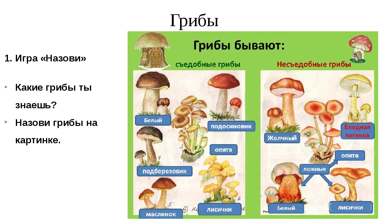 9 грибов. Съедобные грибы и несъедобные грибы окружающий мир 2. Несъедобные грибы названия 3 класс окружающий. Съедобные грибы и несъедобные грибы 3 класс окружающий мир. Съедобные и несъедобные грибы 2 класс.
