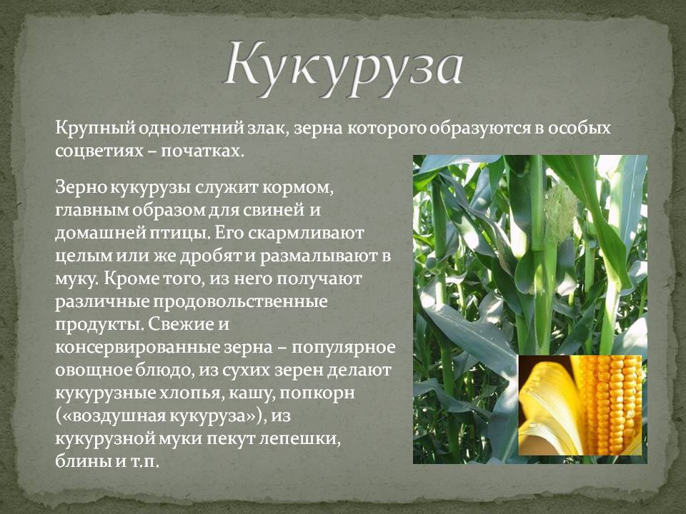 Кукуруза доклад 3 класс. Сообщение о кукурузе. Кукуруза доклад. Кукуруза растение описание. Рассказ о кукурузе.