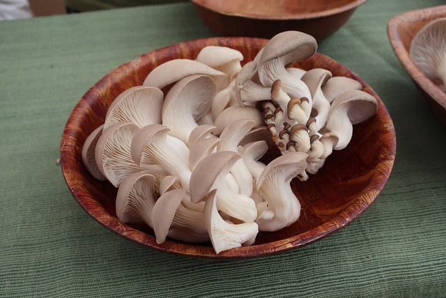 Oyster mushrooms