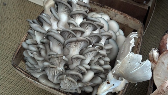 Oyster mushrooms