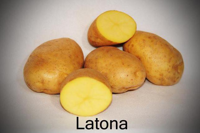 картофель латона описание сорта фото отзывы