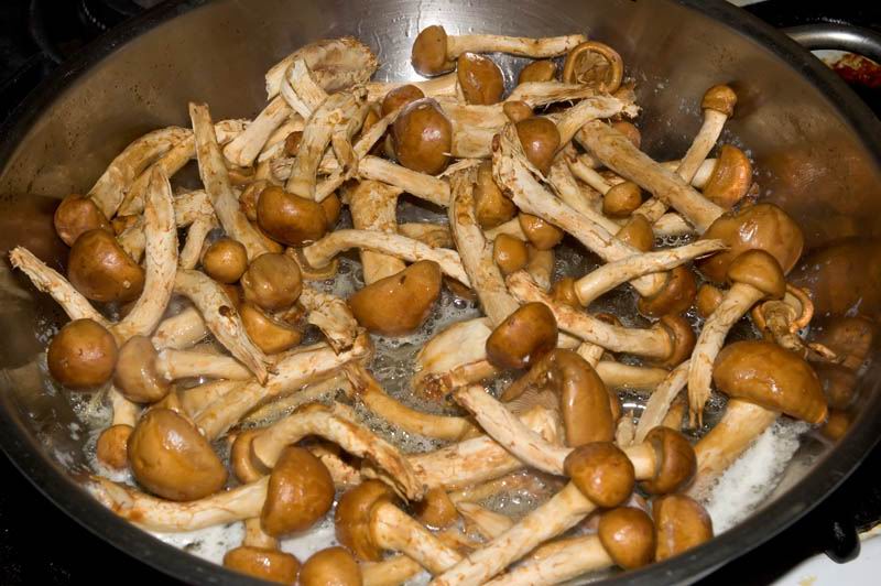 Как понять что грибы готовы. Жареные грибы прикол. Поджаренные грибы хрустящей. Виды грибов для жарки. Грибы жареные в упаковке.