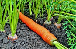 крупная морковь