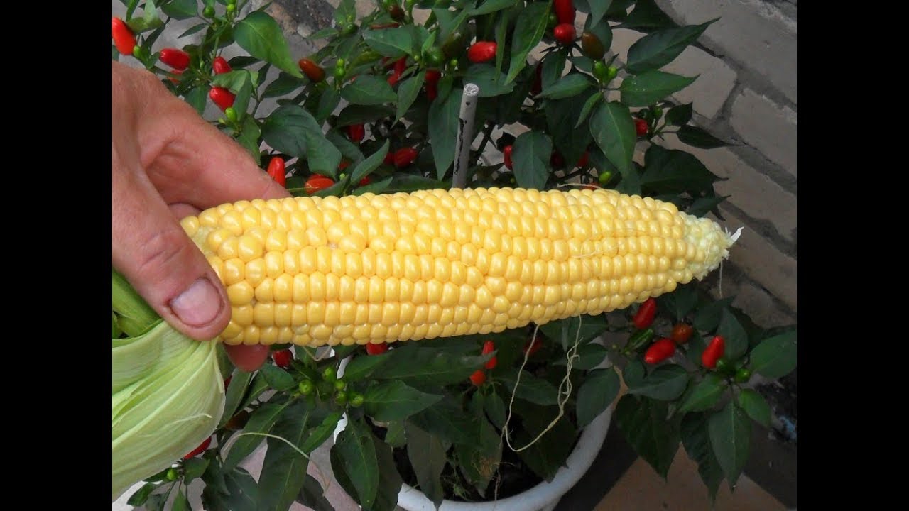 Сладость кукурузу. Кукуруза тройная сладость. Кукуруза в огороде. Поле кукурузы с початками. Кукуруза в початках с/м.