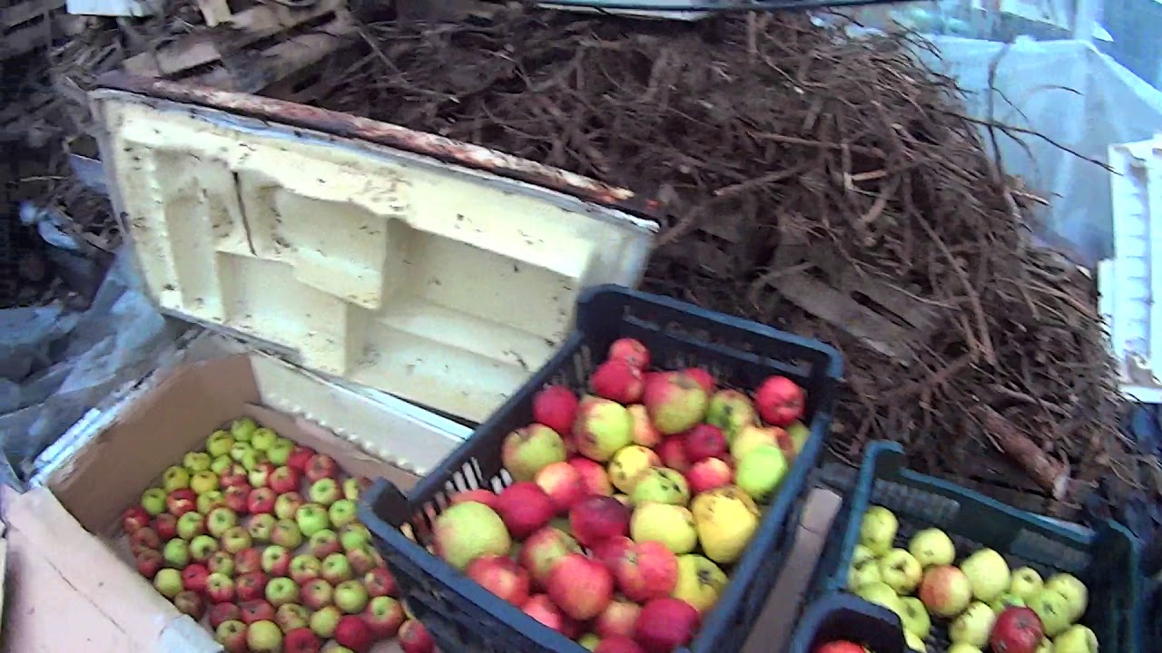 Для лучшего хранения яблок. Хранение яблок в погребе. Яблоки в погребе. Ящик для хранения яблок зимой. Хранение яблок на зиму в погребе.