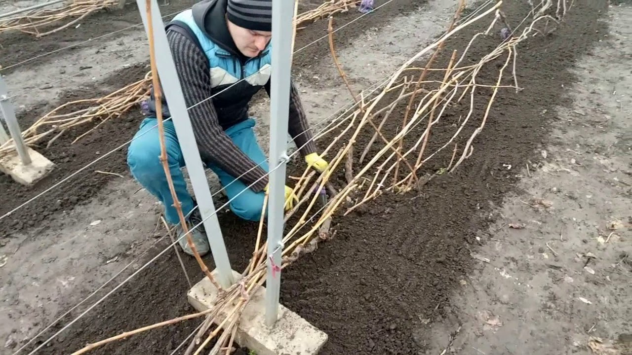 Виноград перед укрытием на зиму. Подготовка саженцев винограда к зиме. Укрытие молодого винограда бутылкой. Притенение саженцев винограда. Подготовка лозы к высадки зимой.