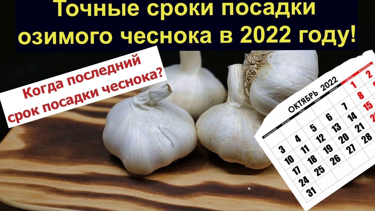 День чеснока 2023. Благоприятные дни для посадки чеснока. Благоприятные дни для посадки чеснока в октябре. Благоприятные дни для посадки чеснока в 2022 году осенью. Благоприятные дни для посадки чеснока в октябре 2022 года.