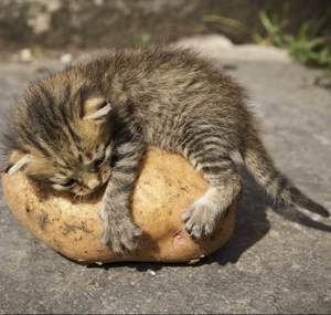 image of a small kitty hugging a potato