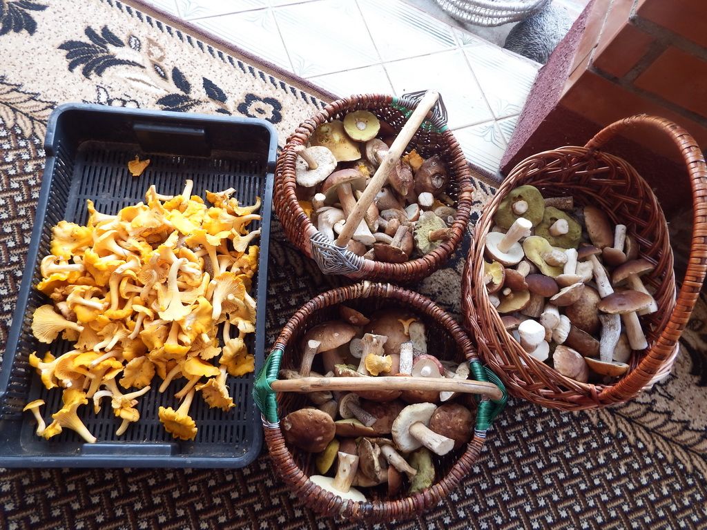 После сушки грибов