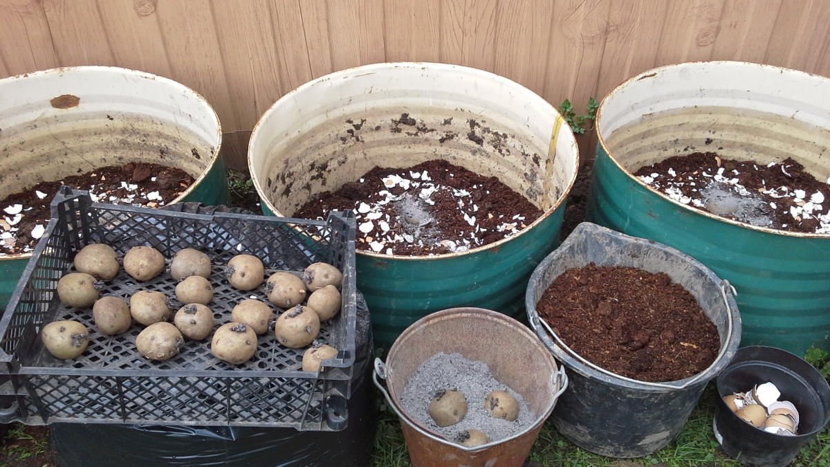 Выращивание картофеля домашних условиях. Посадка картофеля в ведрах. Посадка картошки в бочках. Посадка картошки в ведрах. Вырастить картошку в ведре.