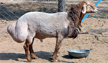 курдюк бараний польза и вред