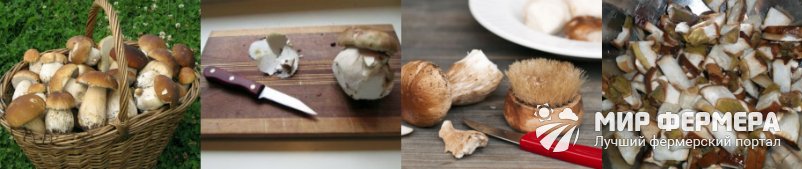 Как чистить белые грибы