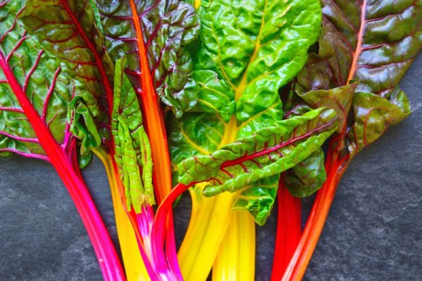 swiss_chard in a Winter Garden