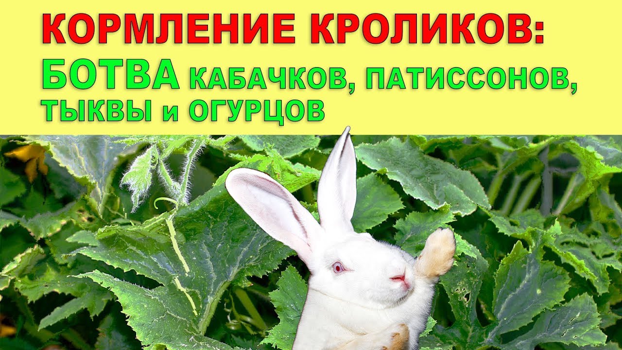 Кроликам можно клубнику. Кролик в траве. Кормление кроликов. Корм для кроликов. Какую траву нельзя кроликам.