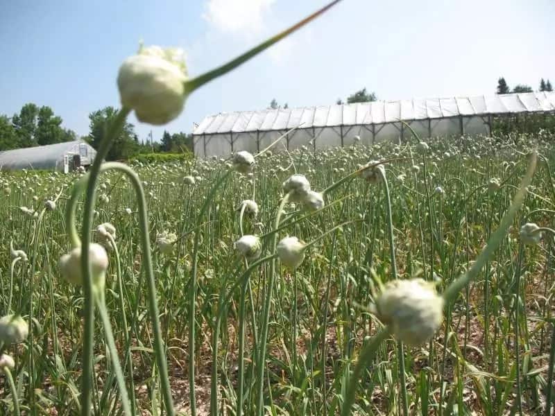 Garlic farming in Kenya - how to plant garlic?