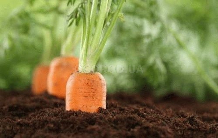 Откуда берутся семена моркови