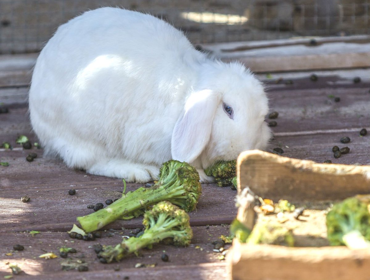 Овощи для декоративных кроликов