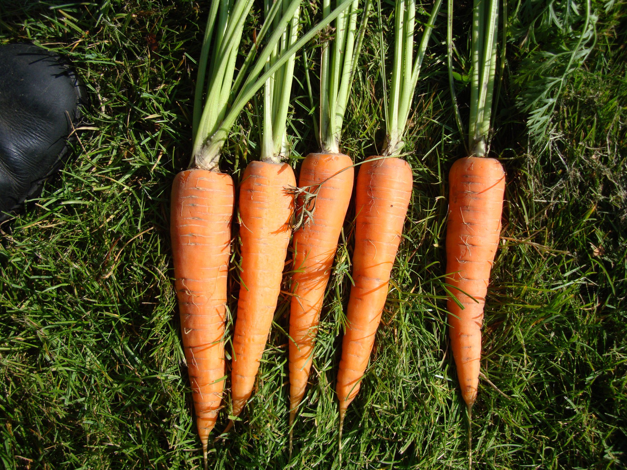 Как вырастить хороший урожай моркови. Морковь. Морковь на грядке. Морковь посевная. Морковь посевная корнеплоды.