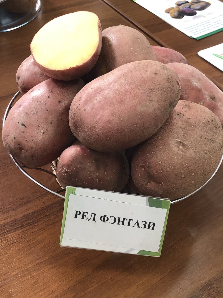Фото сортов картофеля с названиями