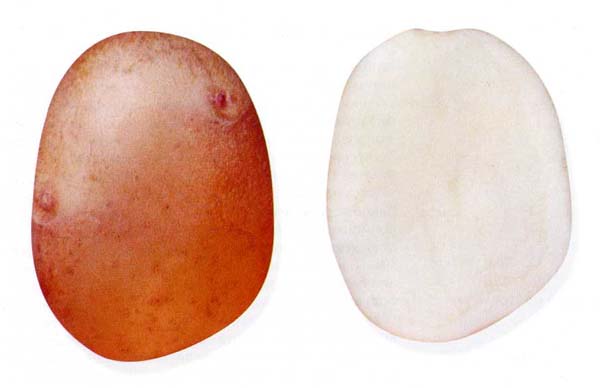 Снегирь картофель характеристика отзывы. Сорт картофеля Снегирь. Семенной картофель "Снегирь. Моссемпродтехкартофель. Картофель Снегирь картинки.