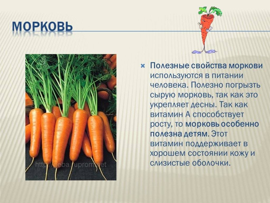 Морковь относится к группе. Доклад про морковь. Морковь доклад для детей. Рассказать о морковке. Доклад о морковке.