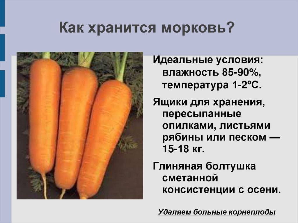 Сколько потребуется морковок. Условия хранения моркови. Хранение моркови. Температура хранения моркови. Способы хранения моркови презентация.