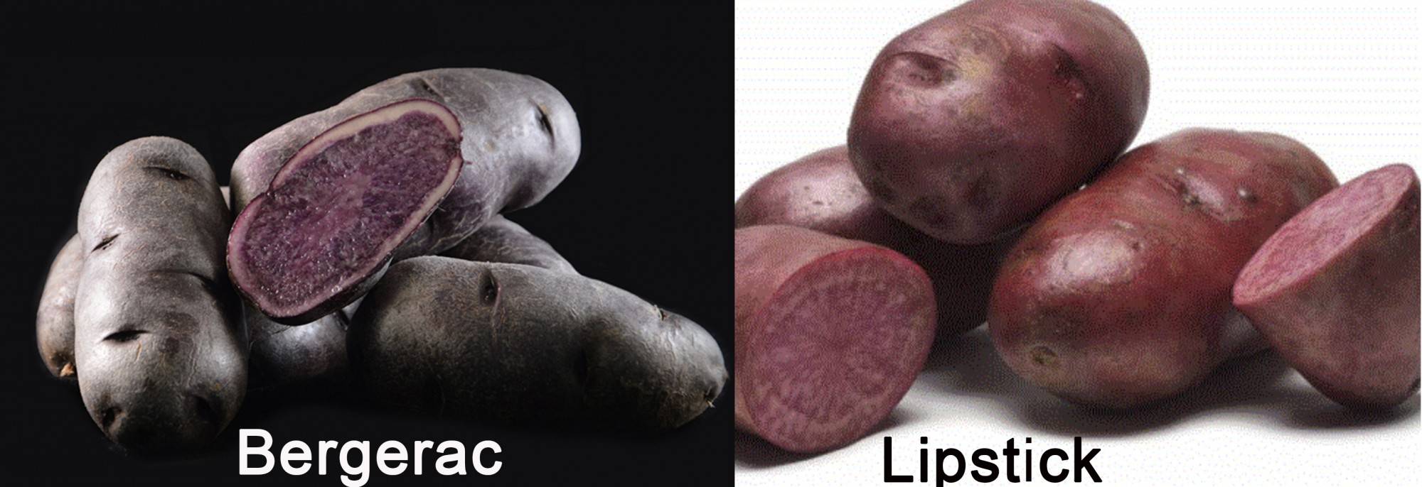 Предок картофеля. Сорт картофеля сиреневый туман. Сорт картофеля Saphir. Картофель сорт синий туман. Фиолетовая картошка сорт.