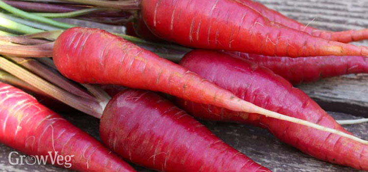 Homegrown purple carrots