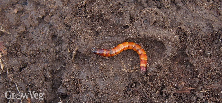 “Wireworm”