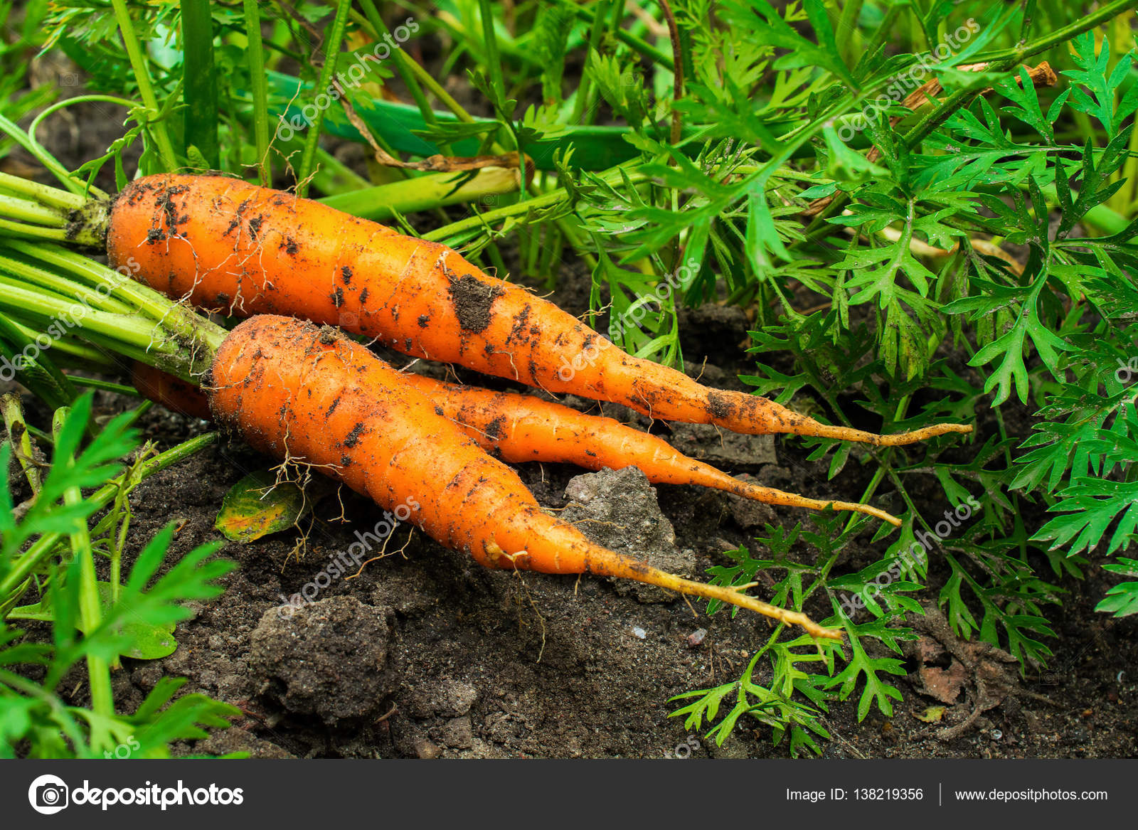 Непрореженная морковь