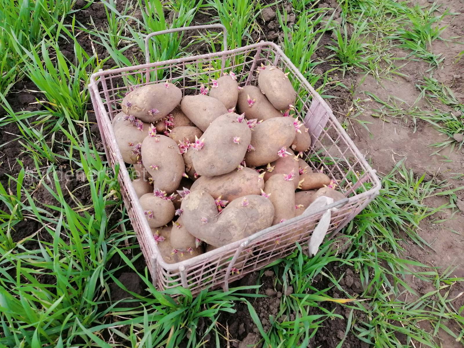 Как правильно прорастить картофель для посадки. Проросшая картошка. Посадка картофеля. Картофель для посадки пророщенной. Посадка клубней картошки.