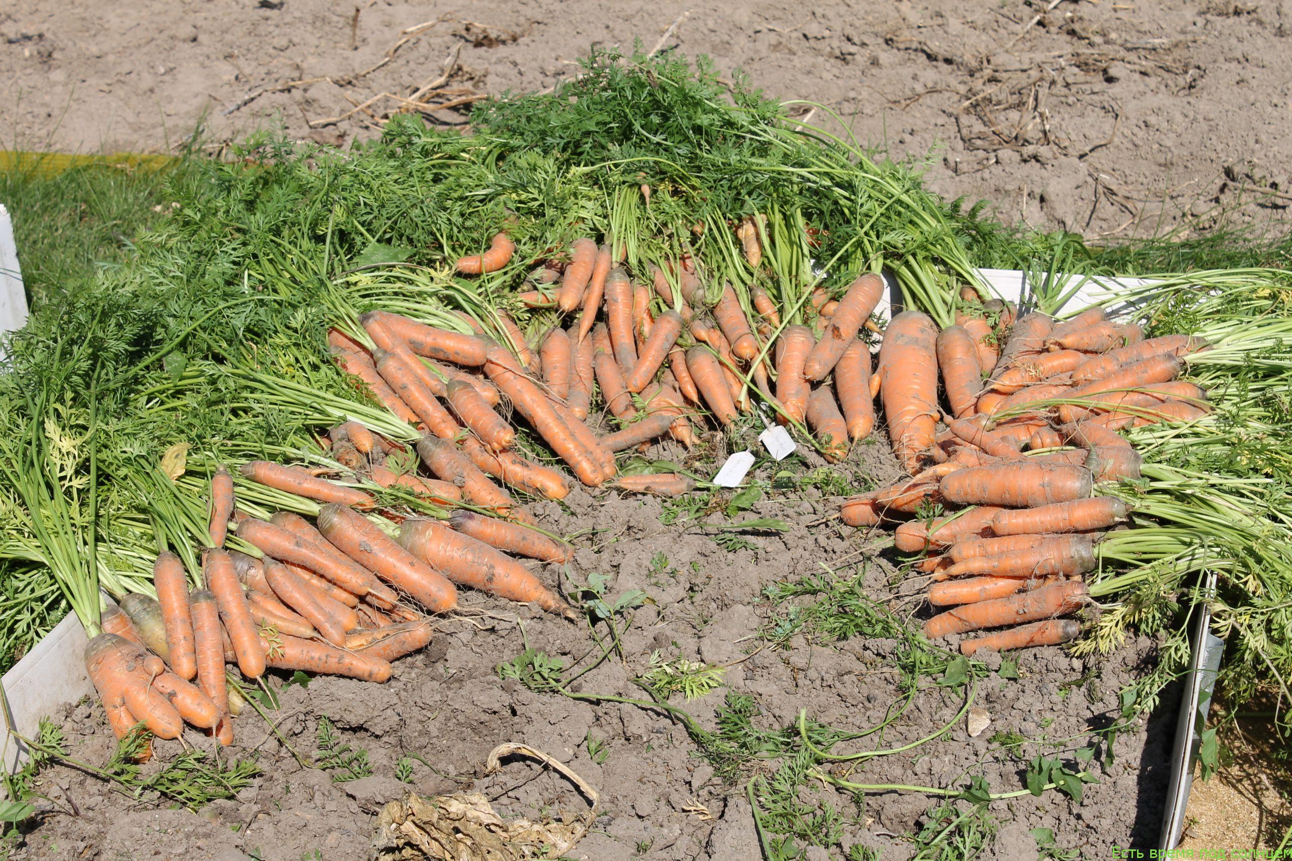 Морковь (новый урожай 2021г.)