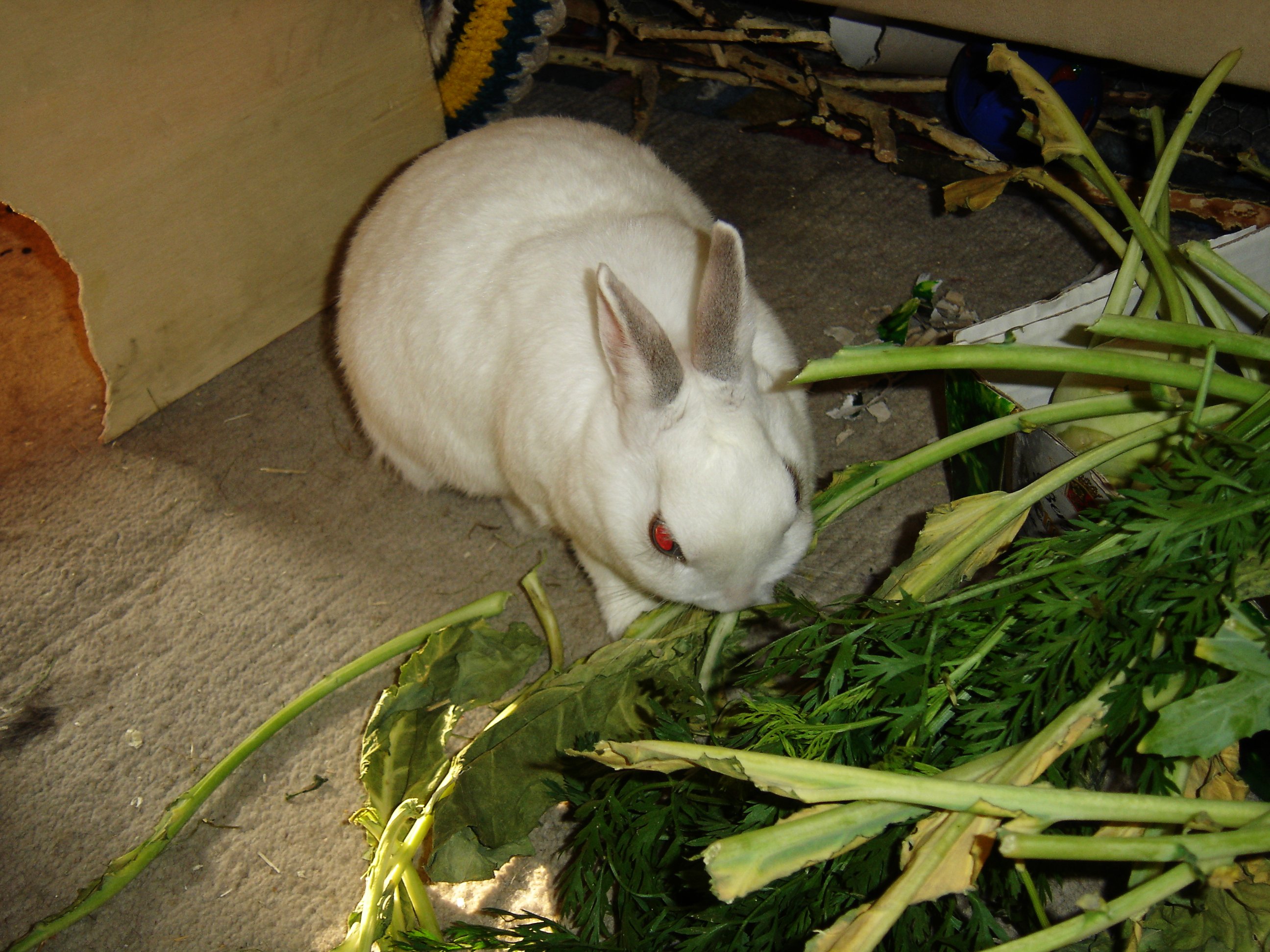 Свекла кроликам можно давать. Еда для кроликов домашних. Кормовой кролик. Кормление кроликов. Еда для кроликов декоративных.