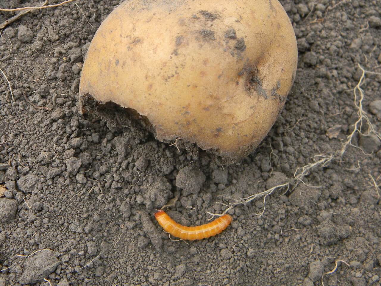 Чем обработать землю перед посадкой картофеля. Червь проволочник. Картофельный червь проволочник. Проволочник огородный. Вредитель картофеля проволочник.