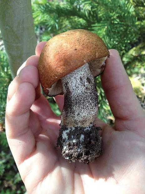 Сколько варить грибы подосиновики